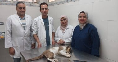 إجراء الجراحة الناجحة للقط