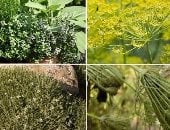 ما الفارق بين النباتات الطبية والعطرية؟